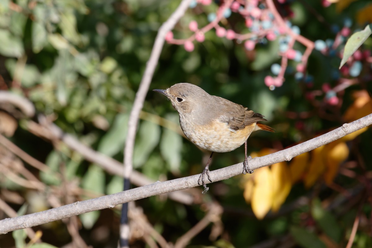 Common Redstart - ML610014954