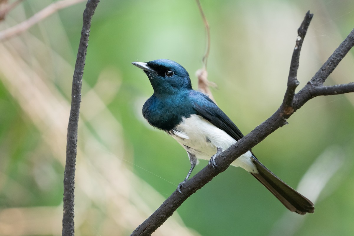 Satin Flycatcher - Duke N