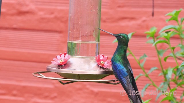 kolibřík modrokřídlý - ML610015011