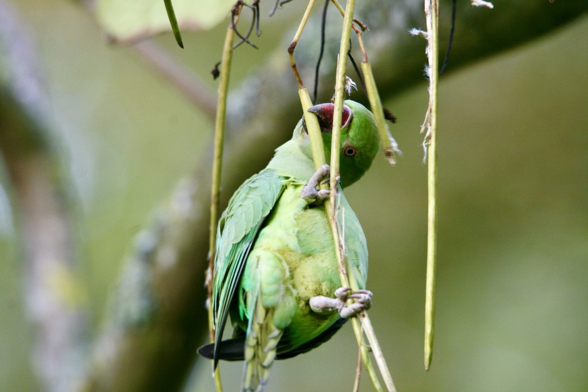 Yeşil Papağan - ML610015054