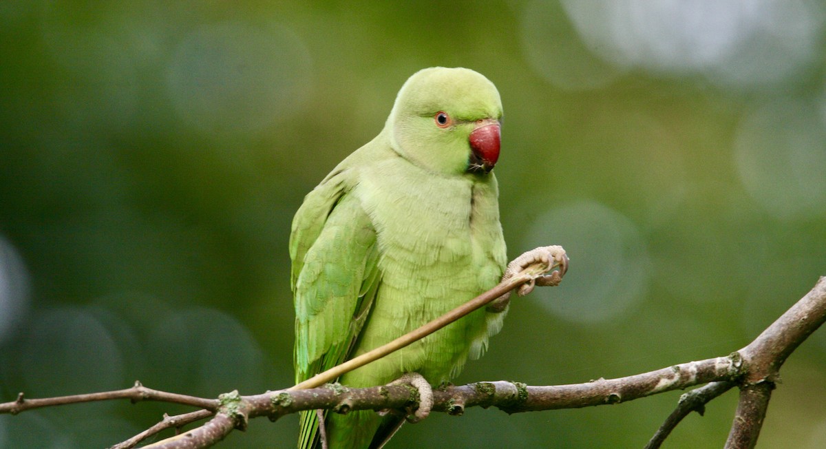 Yeşil Papağan - ML610015055