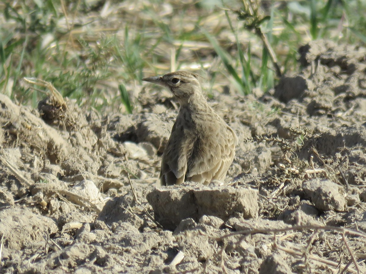 Crested Lark (Crested) - ML610015095