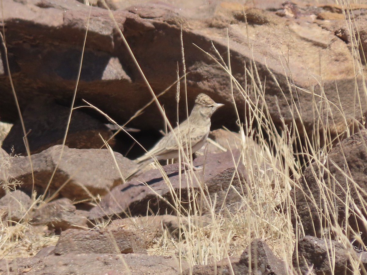 Rufous-capped Lark - ML610015155