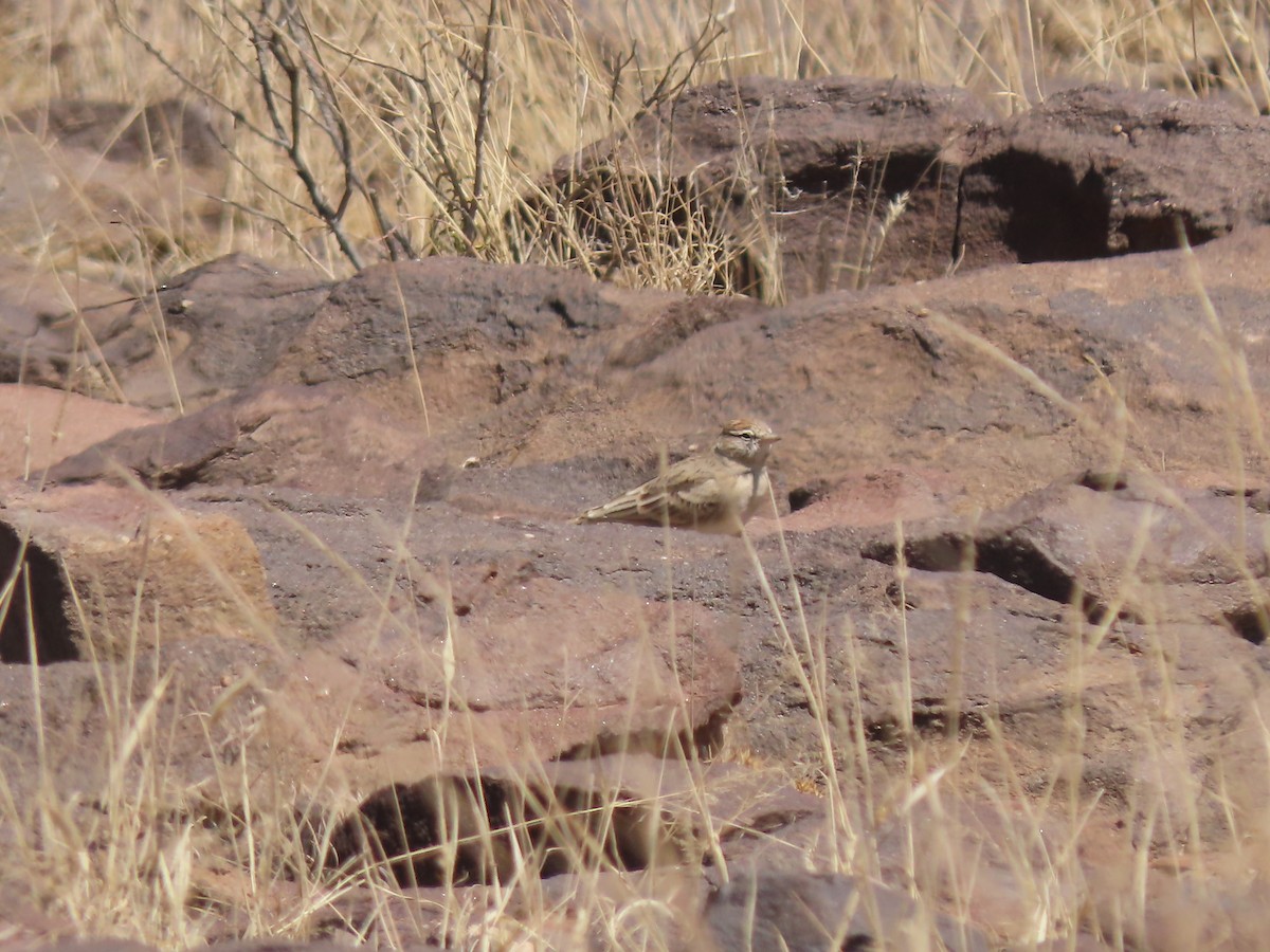 Rufous-capped Lark - ML610015156