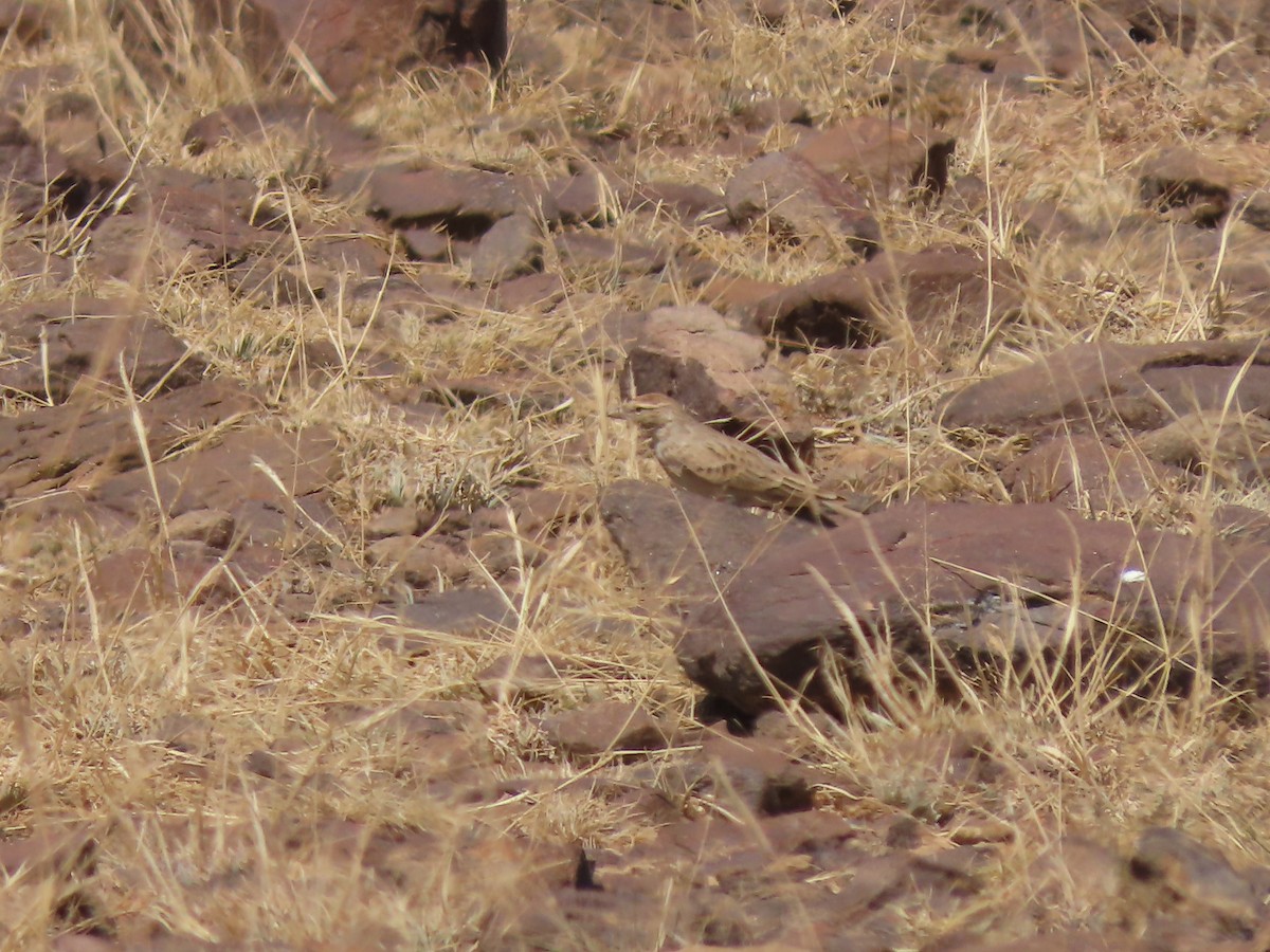 Rufous-capped Lark - ML610015159