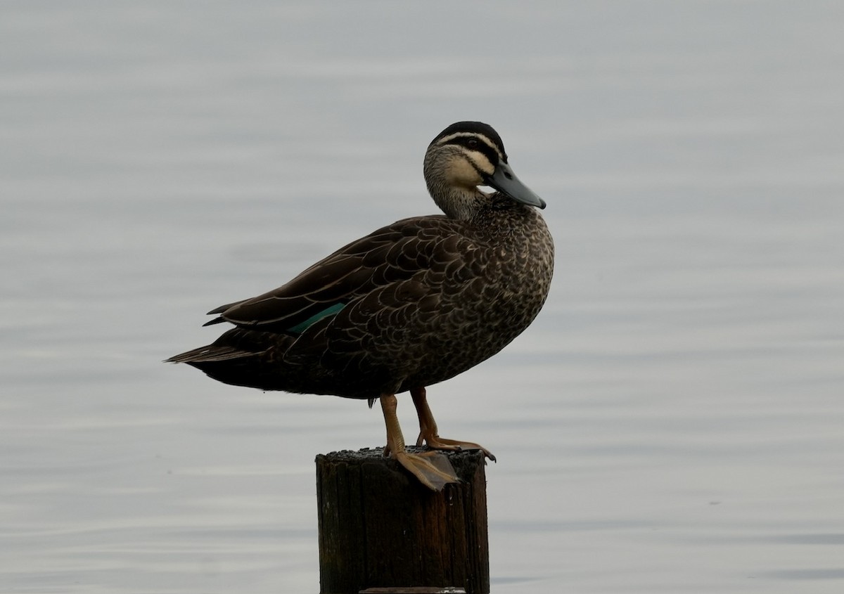 Pacific Black Duck - ML610015161