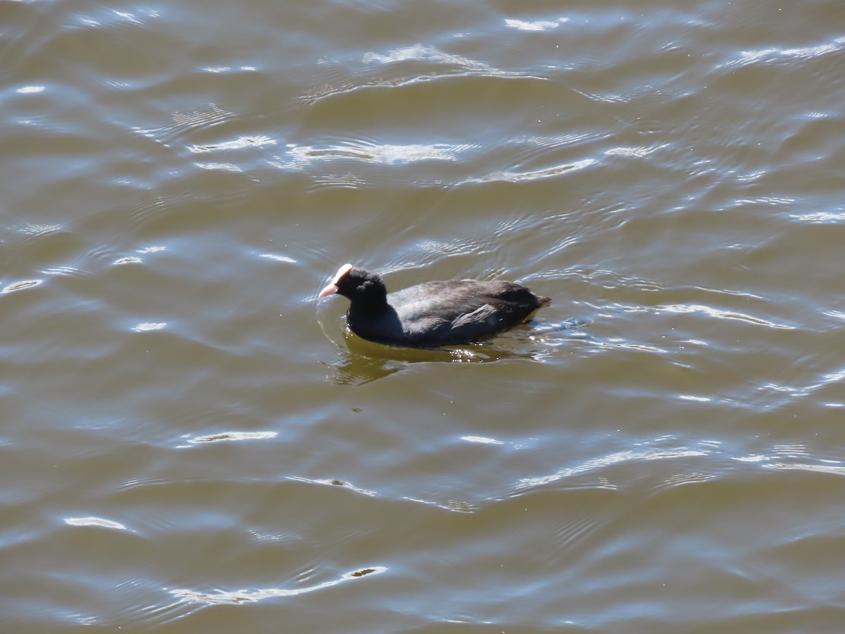 Eurasian Coot - Gregory Askew