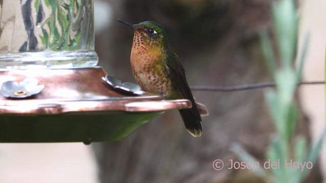 Smaragdkehl-Glanzschwänzchen (tyrianthina/quitensis) - ML610015262