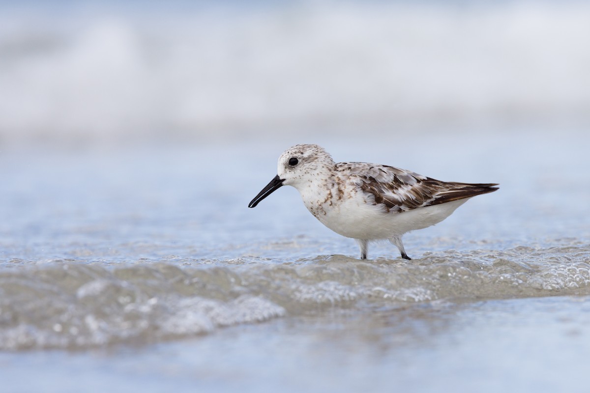 Bécasseau sanderling - ML610015353