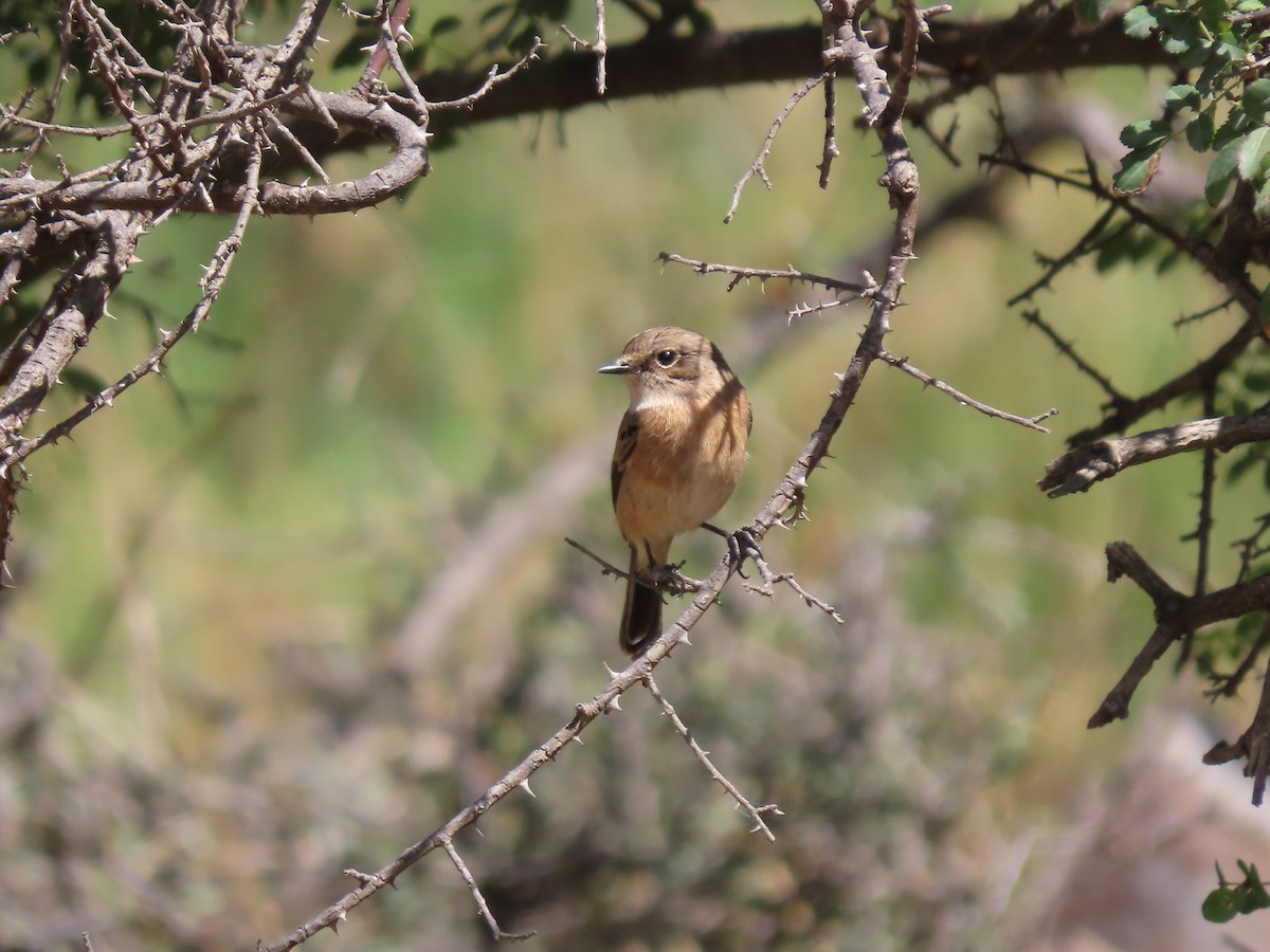 African Stonechat - Gregory Askew | Saudi Birding