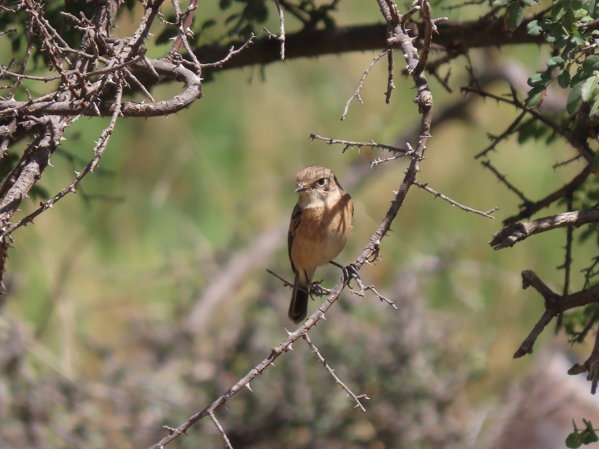 Tarabilla Africana - ML610015426