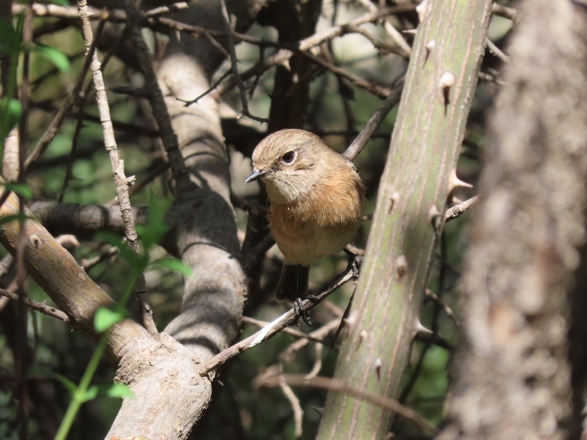 African Stonechat - Gregory Askew