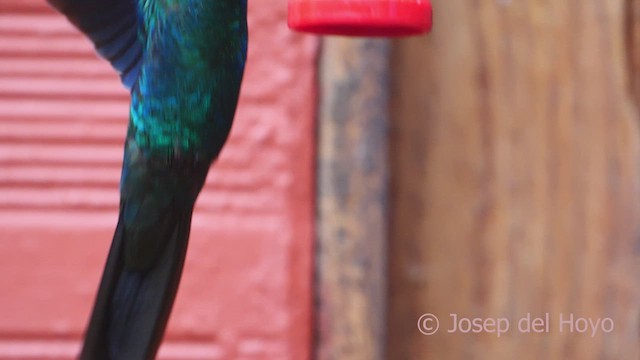 kolibřík modrokřídlý - ML610015457