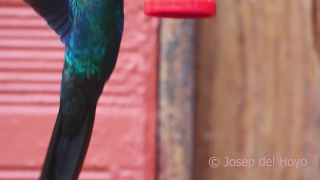 Colibrí Aliazul - ML610015457