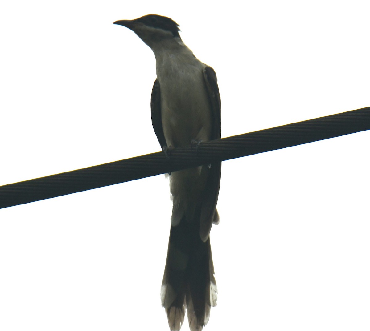 Pied Cuckoo - ML610015525