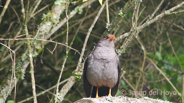 Great Thrush - ML610015584