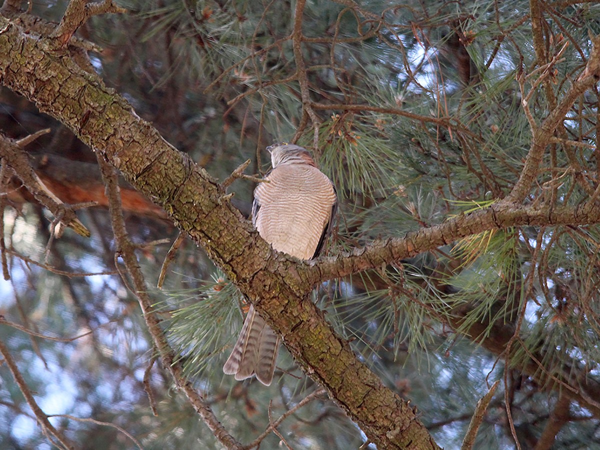 Collared Sparrowhawk - ML610015588