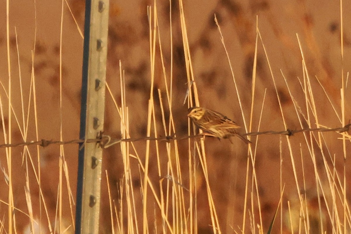 Savannah Sparrow - ML610015635