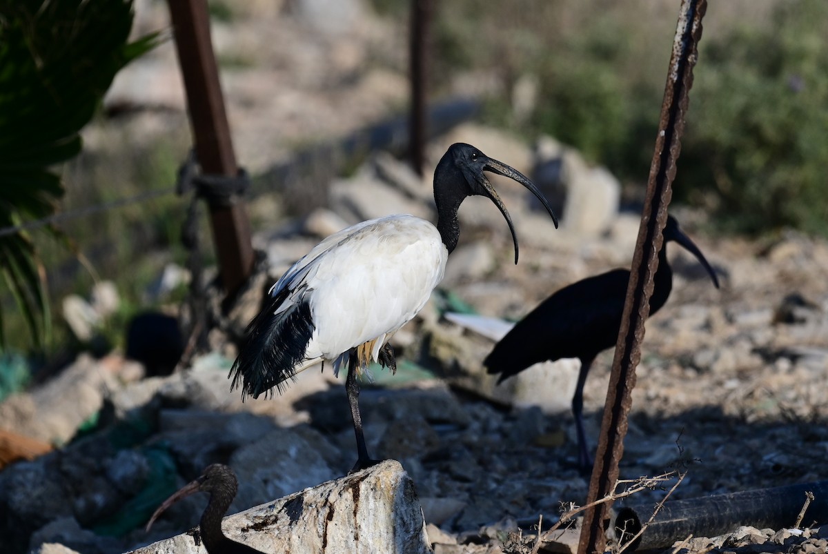 ibis posvátný - ML610015649