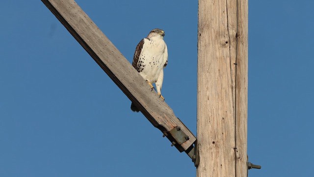 Ferruginous Hawk - ML610015679