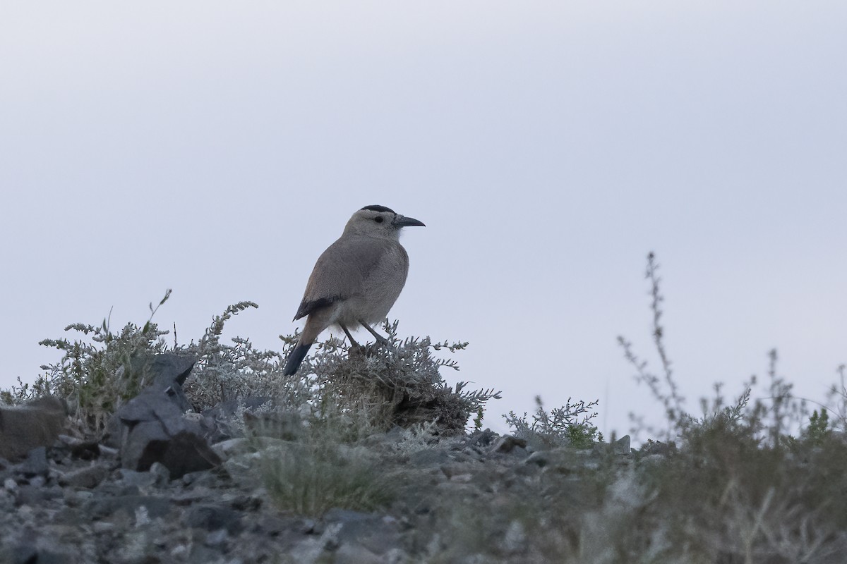 Mongolian Ground-Jay - ML610015714