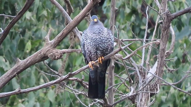 Pigeon rameron - ML610015833