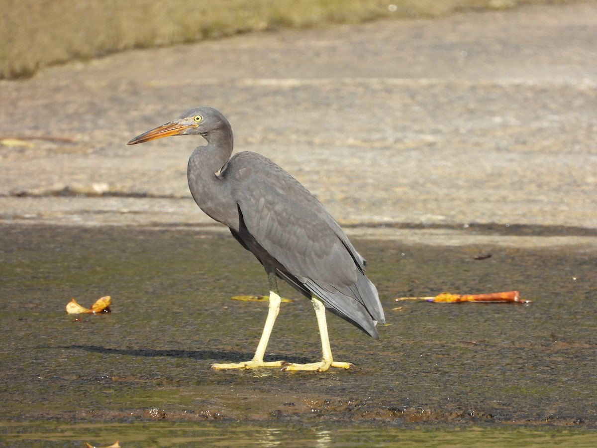 Pacific Reef-Heron - Martina Corgnati