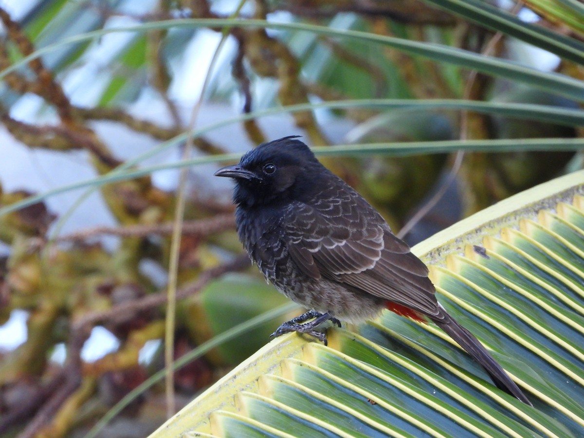 Bulbul à ventre rouge - ML610015884