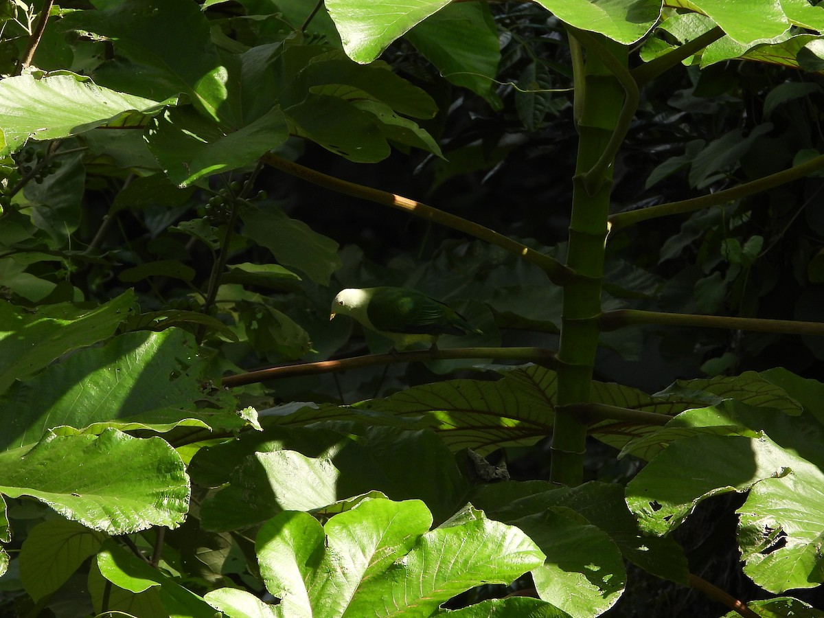 Gray-green Fruit-Dove - ML610015906