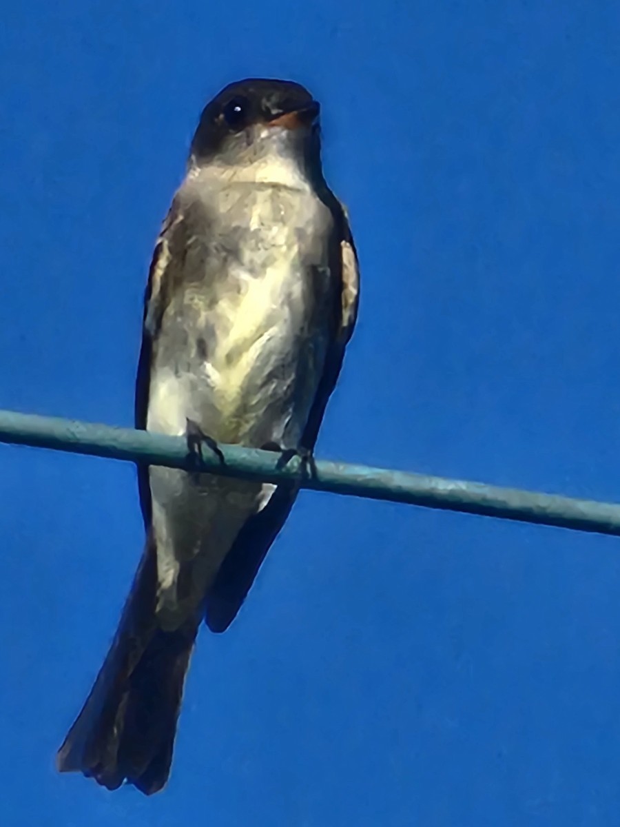 Eastern Wood-Pewee - ML610015944