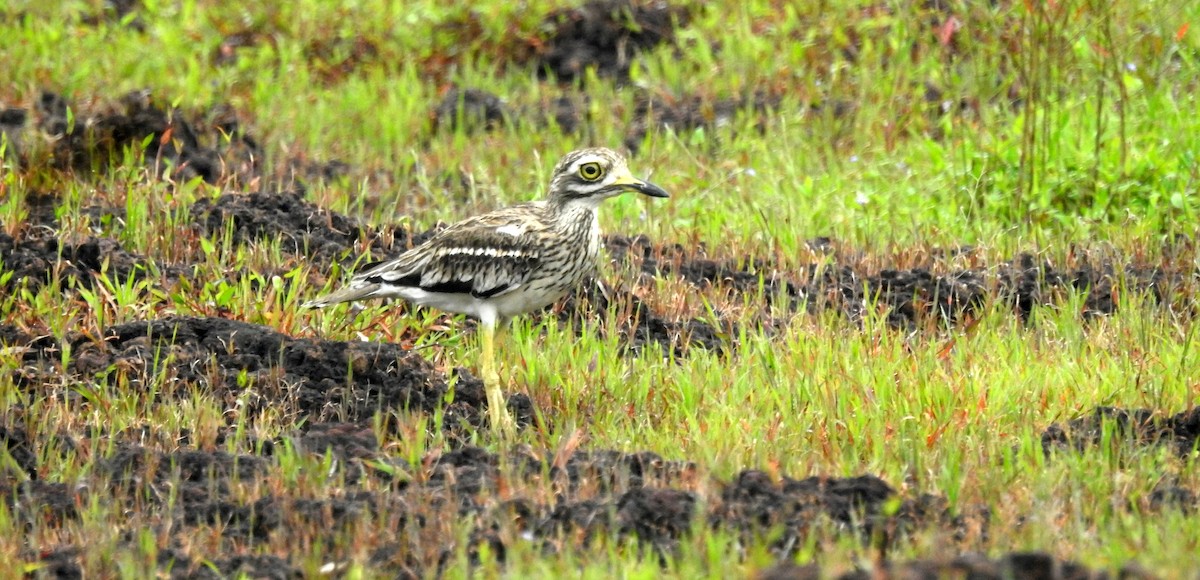 Indian Thick-knee - ML610015953