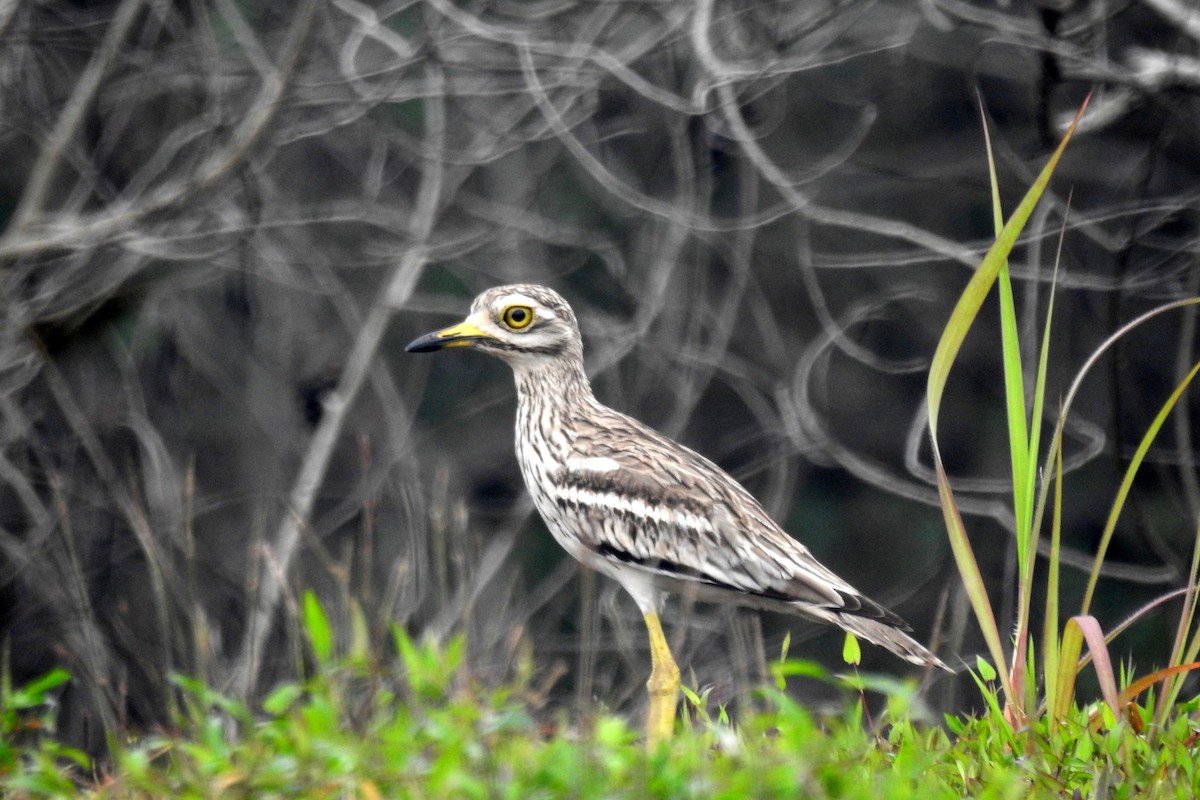 Indian Thick-knee - ML610015954
