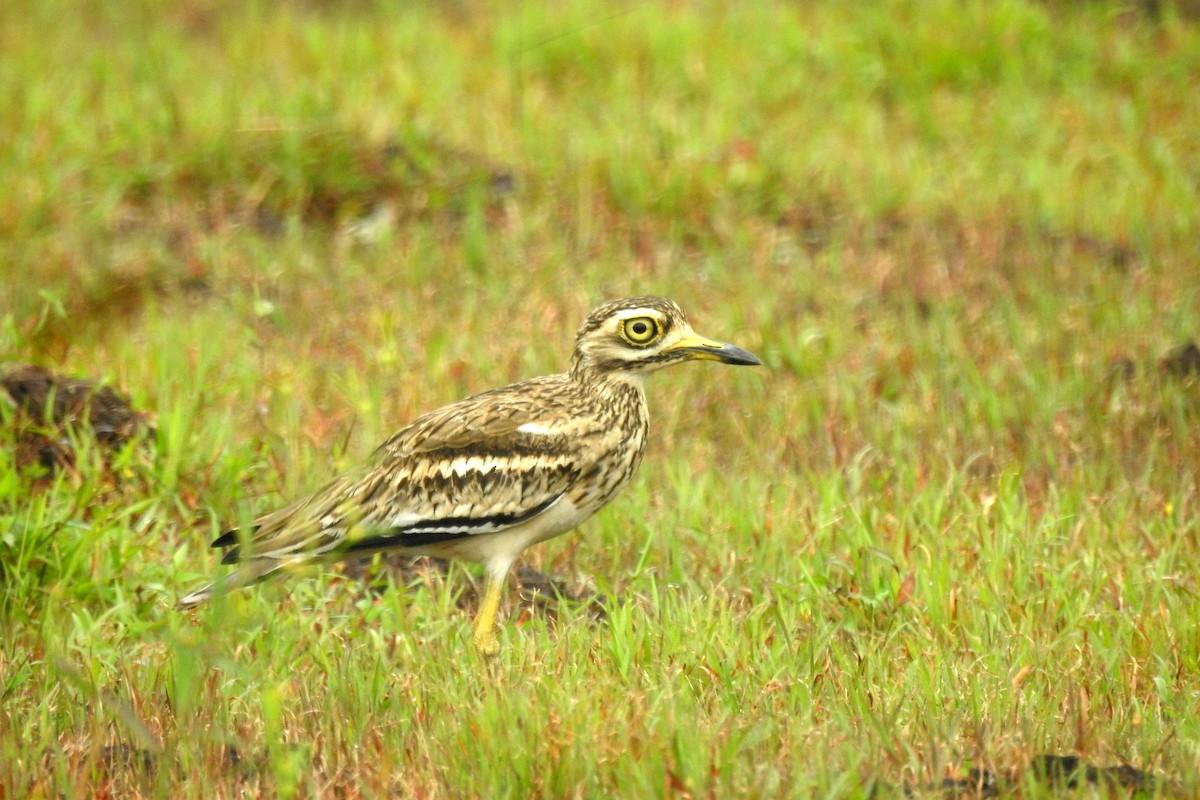 Indian Thick-knee - ML610015955