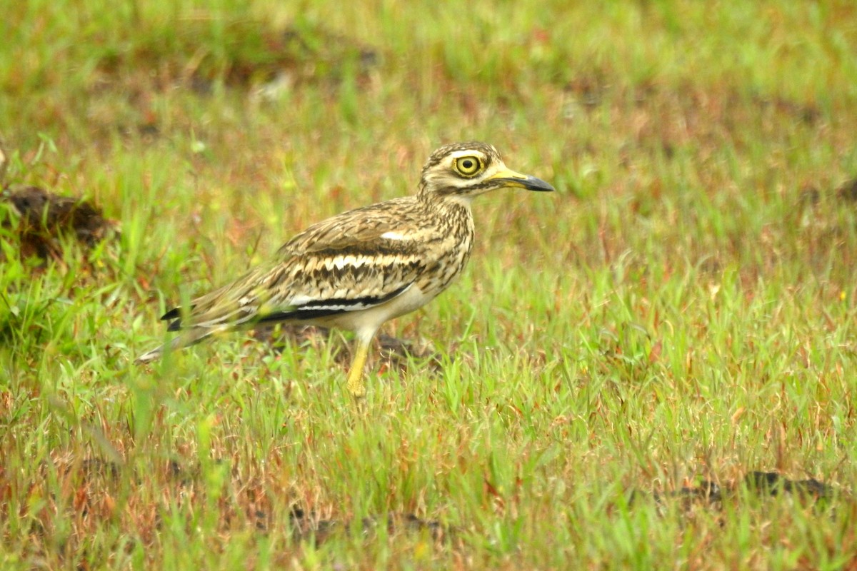 Indian Thick-knee - ML610015956