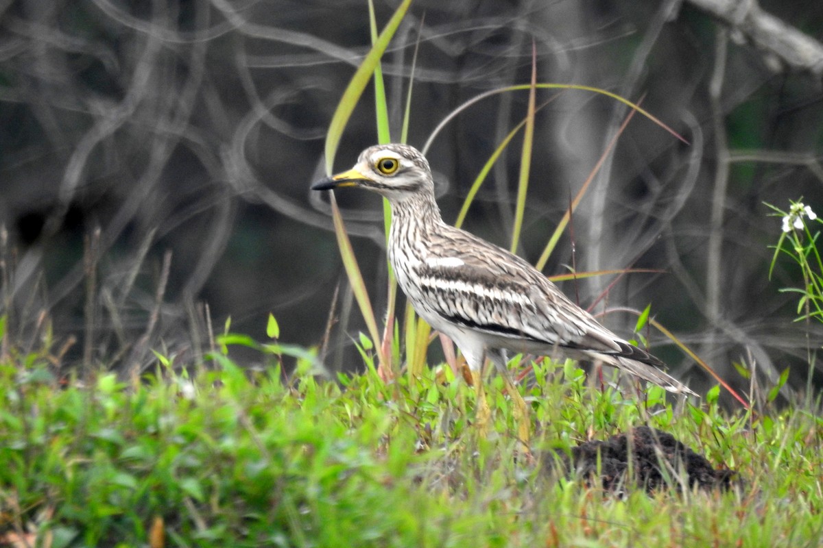 Indian Thick-knee - ML610015957