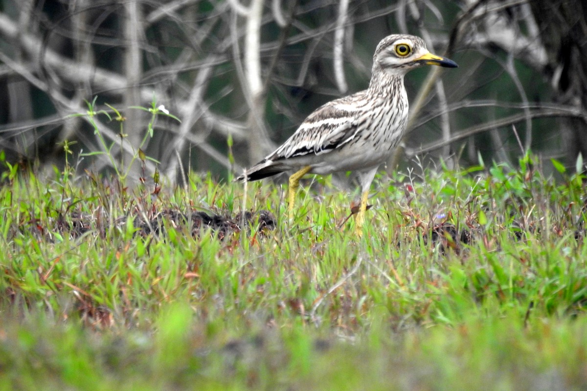 Indian Thick-knee - ML610015958