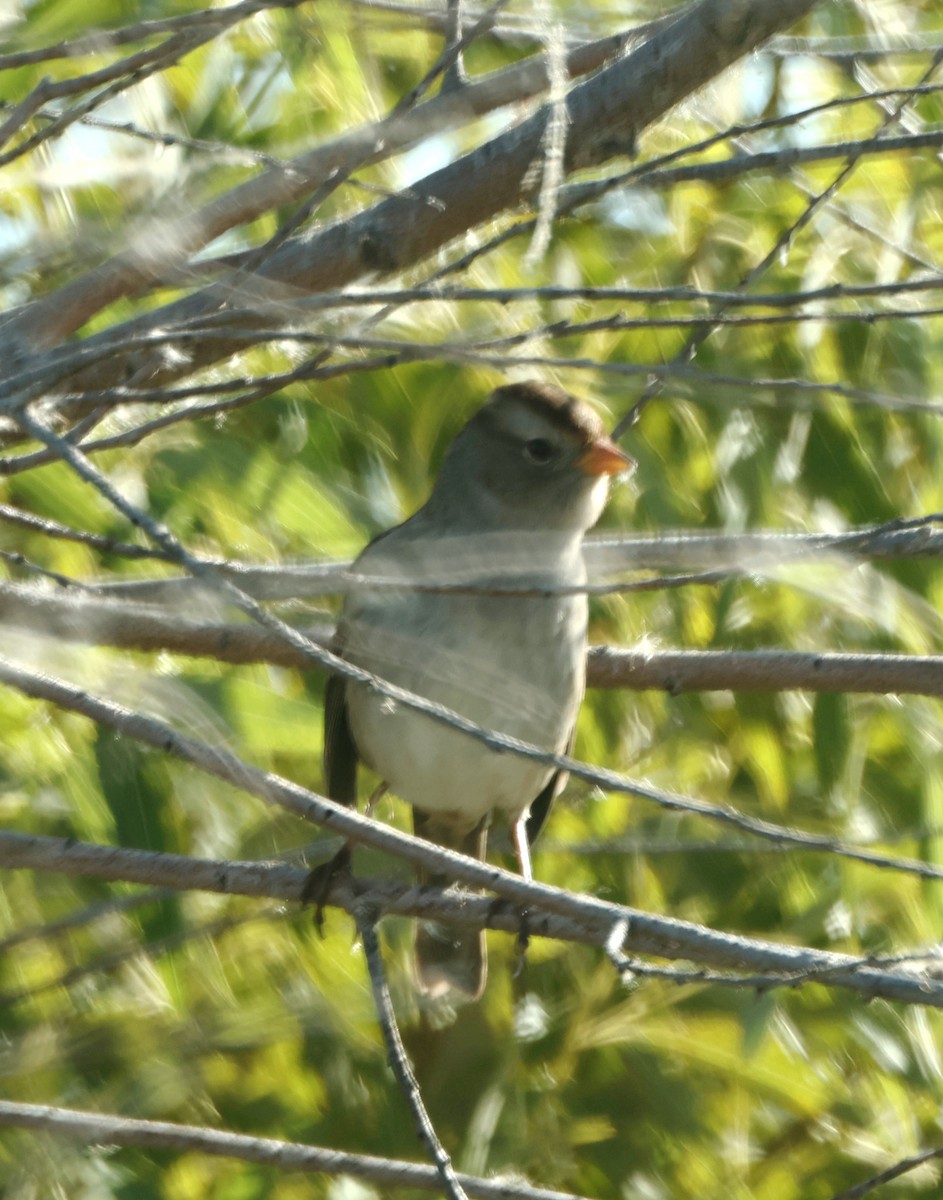 White-crowned Sparrow - Rita Flohr