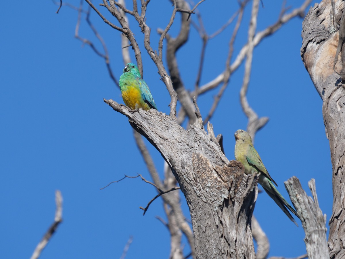 Red-rumped Parrot - ML610016011