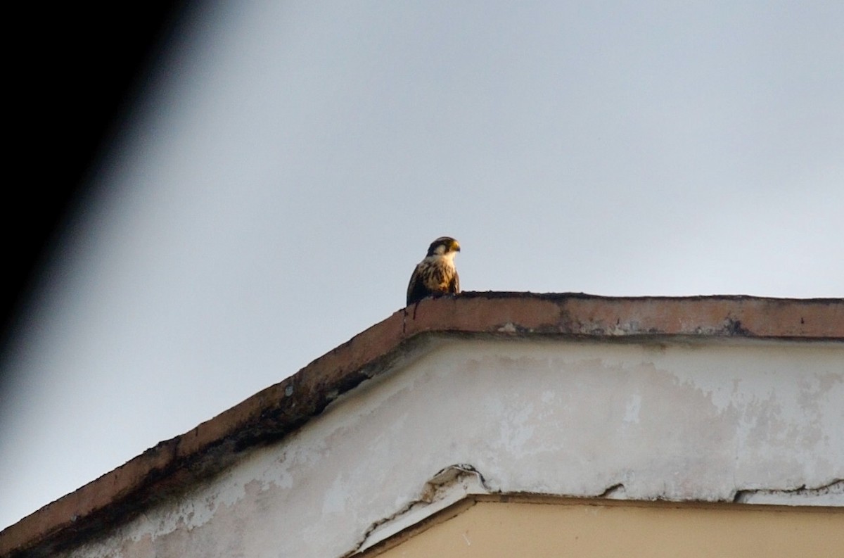 Aplomado Falcon - Karina Machín