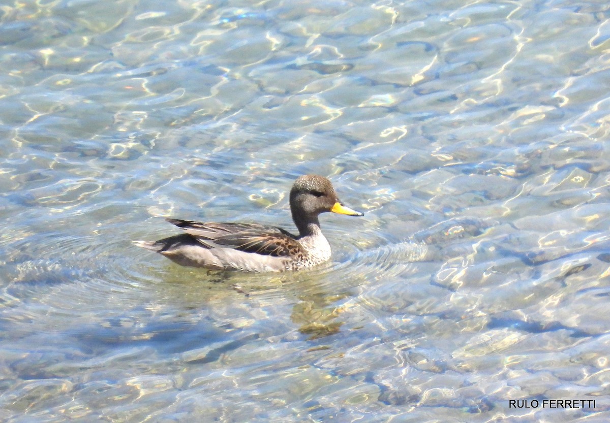 Yellow-billed Teal - ML610016112