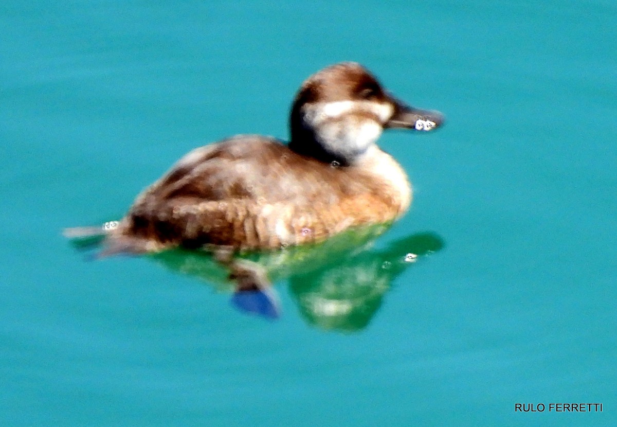 Lake Duck - ML610016117