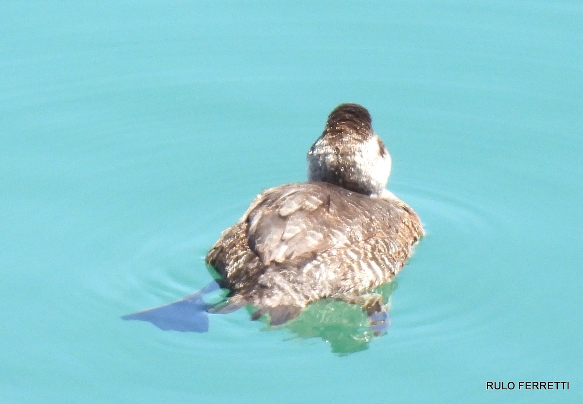 Lake Duck - ML610016118