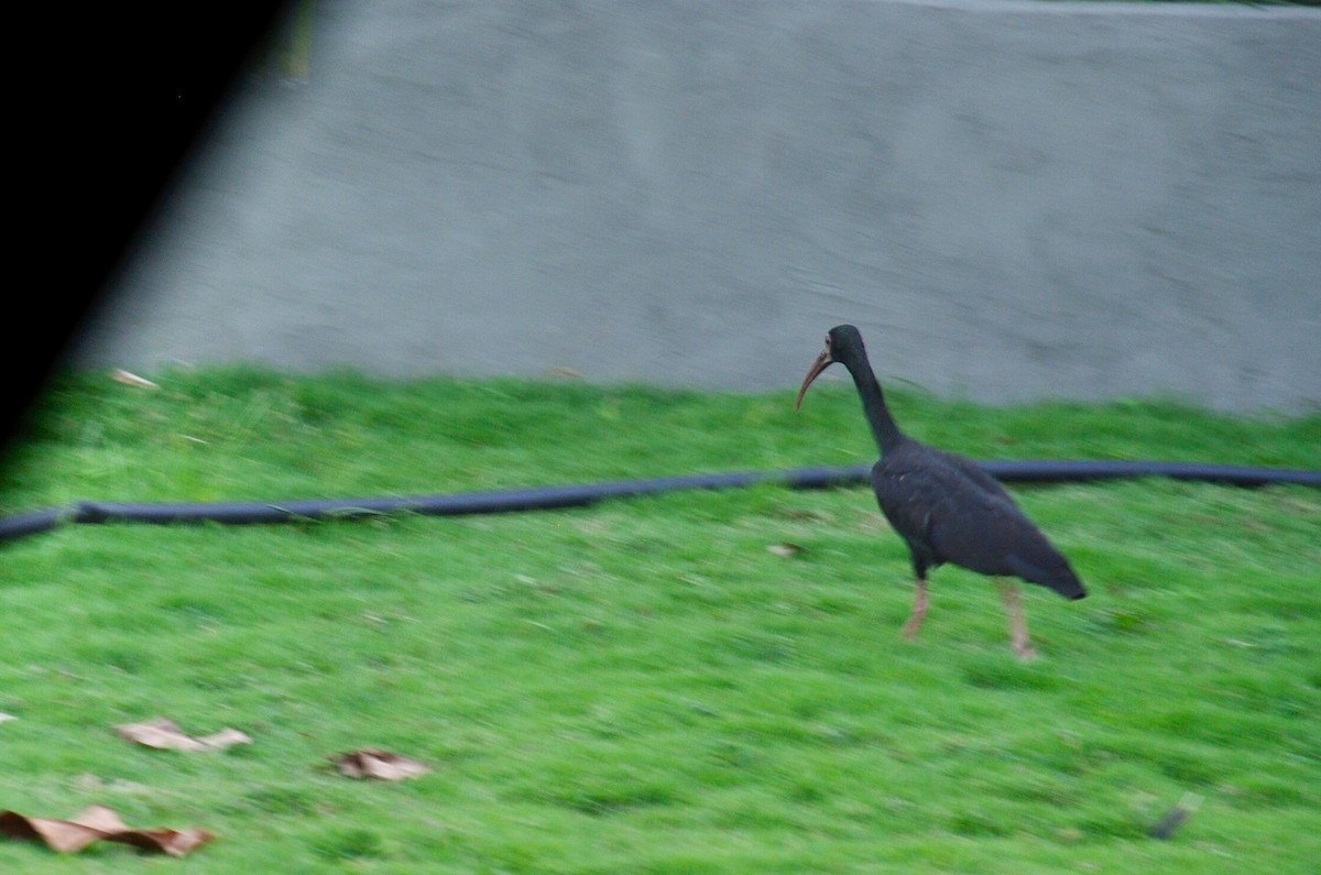 ibis tmavý - ML610016173