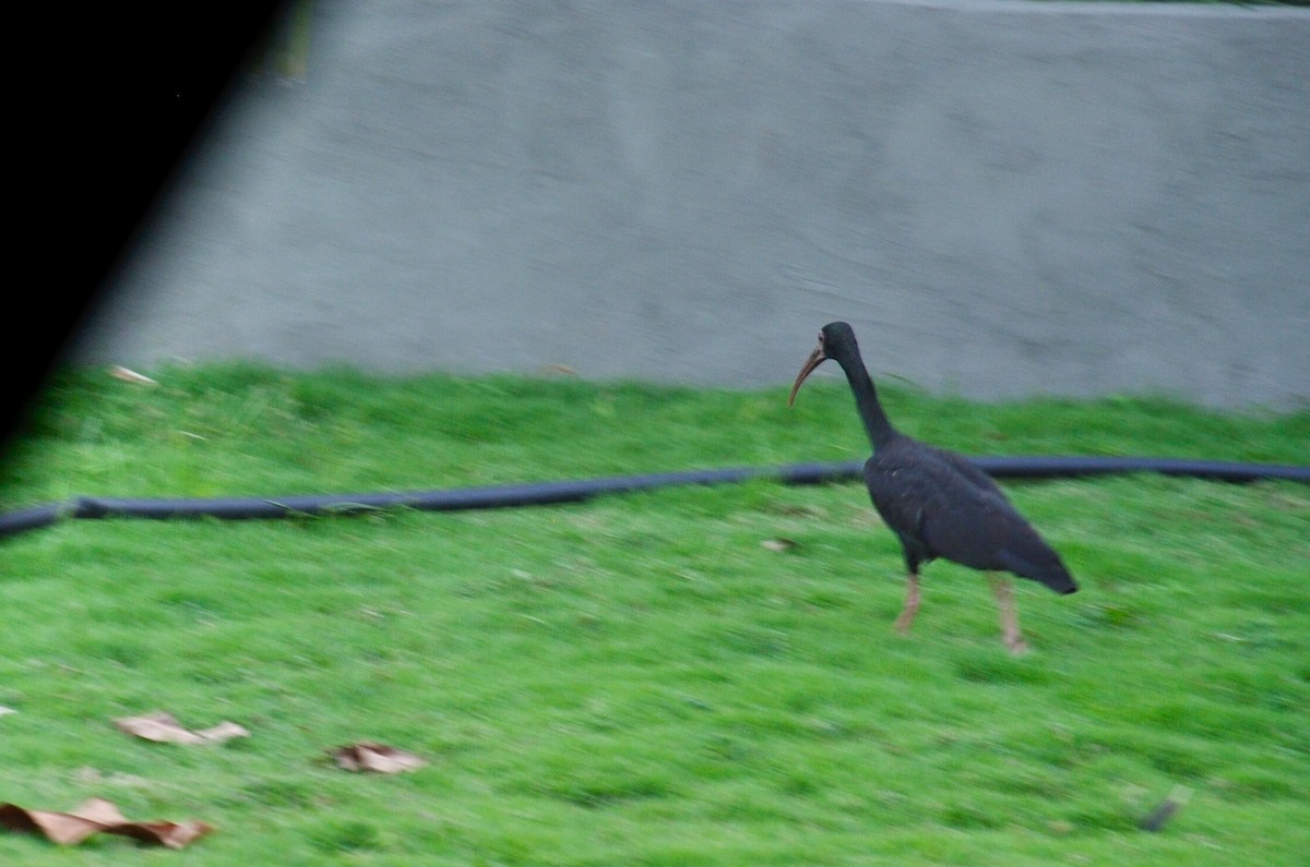 Bare-faced Ibis - ML610016173