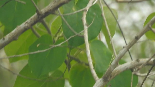 Lesser Whitethroat - ML610016200