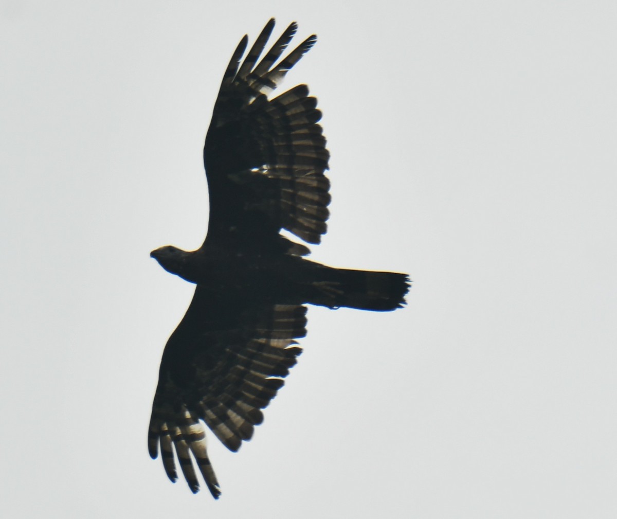 Oriental Honey-buzzard - ML610016256