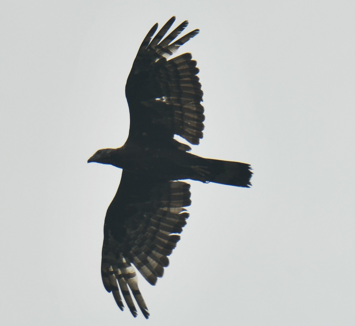 Oriental Honey-buzzard - ML610016261