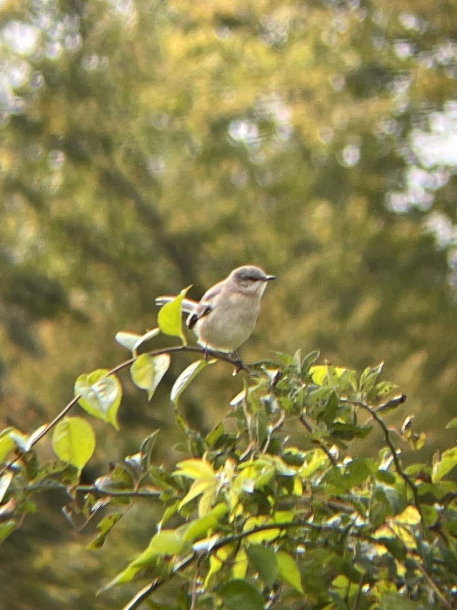 Northern Mockingbird - ML610016271