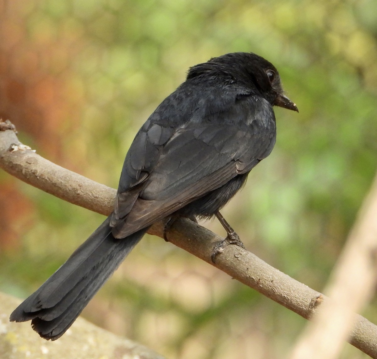 Güneyli Drongo Sinekkapanı - ML610016369