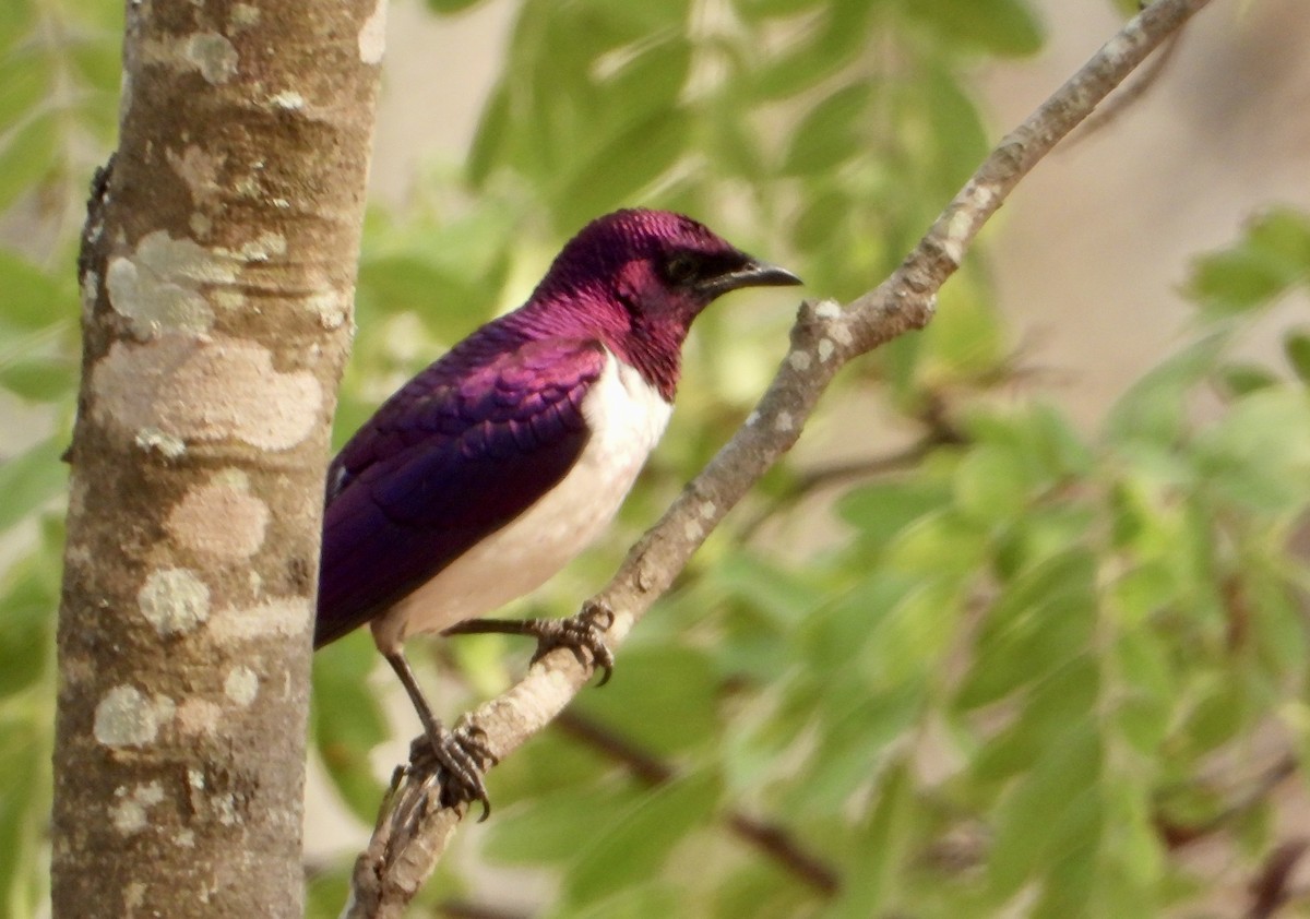 Violet-backed Starling - ML610016374